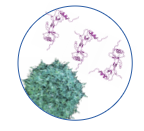 AAV Capsid Peptide Mapping Data